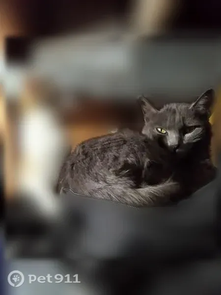 Lost cat, Idaho Avenue, 1921, Caldwell, Boise - female Russian Blue, shy - photo