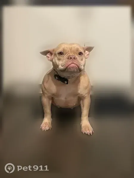 Lost dog, Phoenix, Arizona, Mesa - tan/cream 3-year-old female - photo