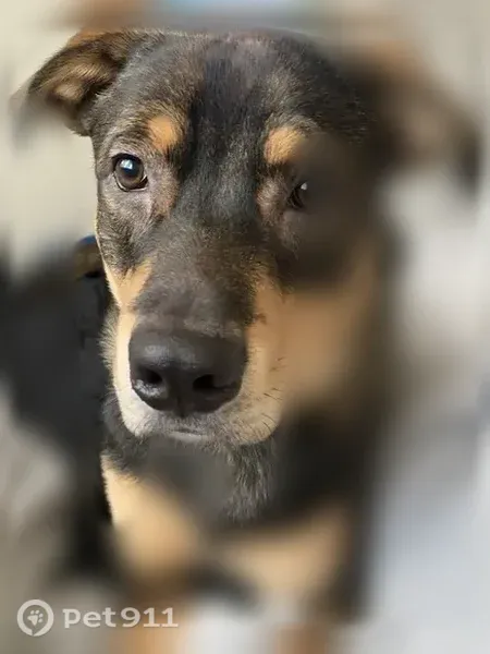 Lost dog, South Mission Road, 3700, Tucson — male, sweet, blue collar - photo