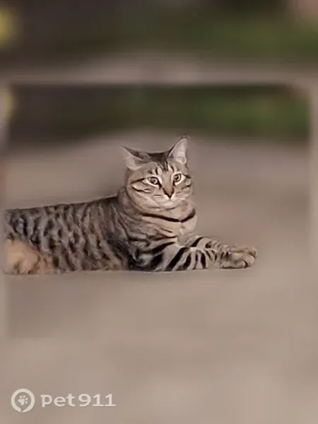 Lost cat, McCoy Drive, 928, Irving - male, brown mackerel tabby - photo