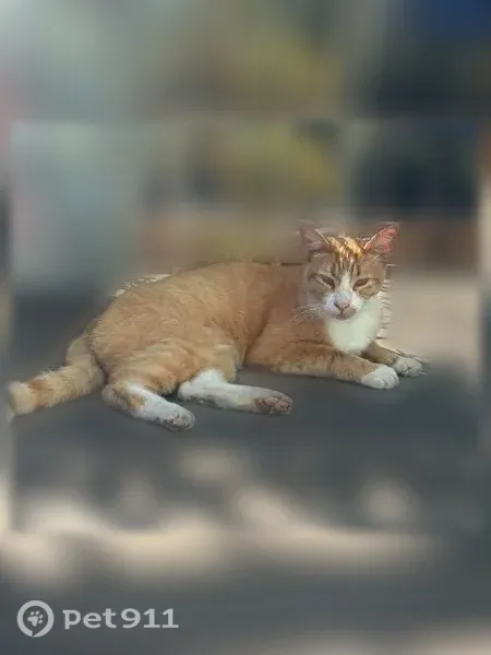 Lost cat, Q Street, 4800, Sacramento - photo
