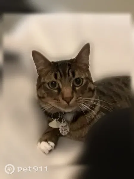 Lost cat, Grand Teton Park Street, Fremont, Oakland - male, white paws - photo