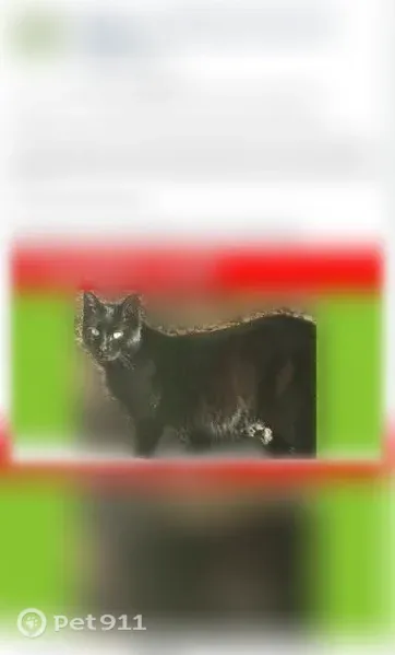 Lost cat, Westfield Street, Silverton, Portland - all black with white spots - photo