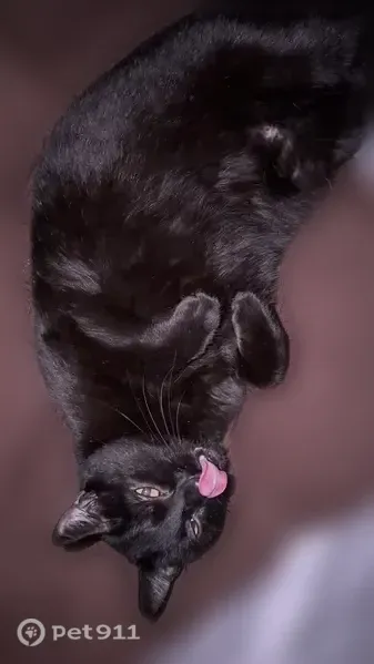 Lost cat, Starbird Circle, 1130, San Jose - male black cat with short legs - photo