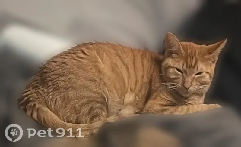 Lost cat, Cambridge Drive, 1454, Lewisville - orange tabby, female - photo