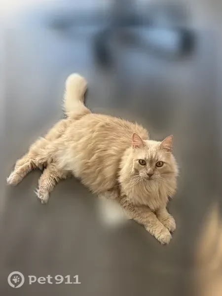 Lost cat, Milky Way, Cupertino, Oakland — female, blonde Siberian with a small tear in her left ear - photo