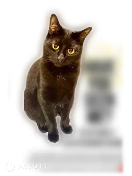 Lost cat, Sherwood Echo, 7221, Woodbury - male, shiny black fur, yellow eyes - photo