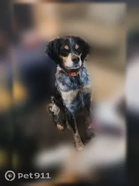 Lost dog, Saint Marys Place, 5213, Bloomington — male French Brittany - photo