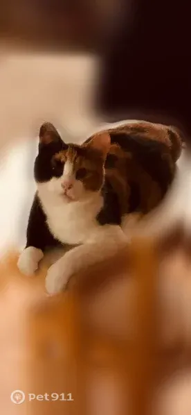 Lost cat, Old Westminster Road, Westminster, Jessup — female tricolor calico, no collar - photo
