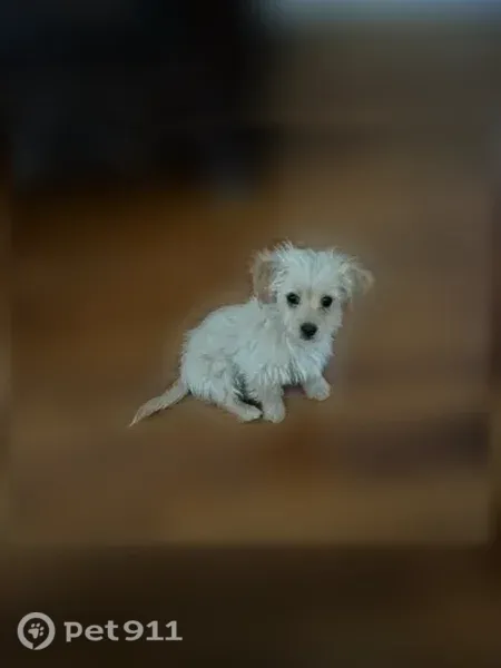 Lost dog, Terrel Court, 3100, Bakersfield - small, white fur - photo