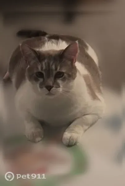 Lost cat, Red Alder Street, 5625, Groveport, Minneapolis — male, large white indoor cat - photo