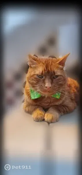 Lost cat, Mulberry Street, 26, Beverly — may still be wearing a flea and tick collar - photo