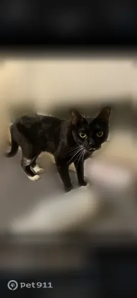 Lost cat, North Highway 67, 432, Cedar Hill - black with white paws and a white mustache - photo