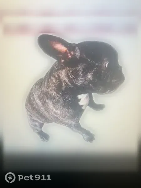Lost dog, Church Road, 178, Warwick — brindle Frenchie mix with white chest - photo