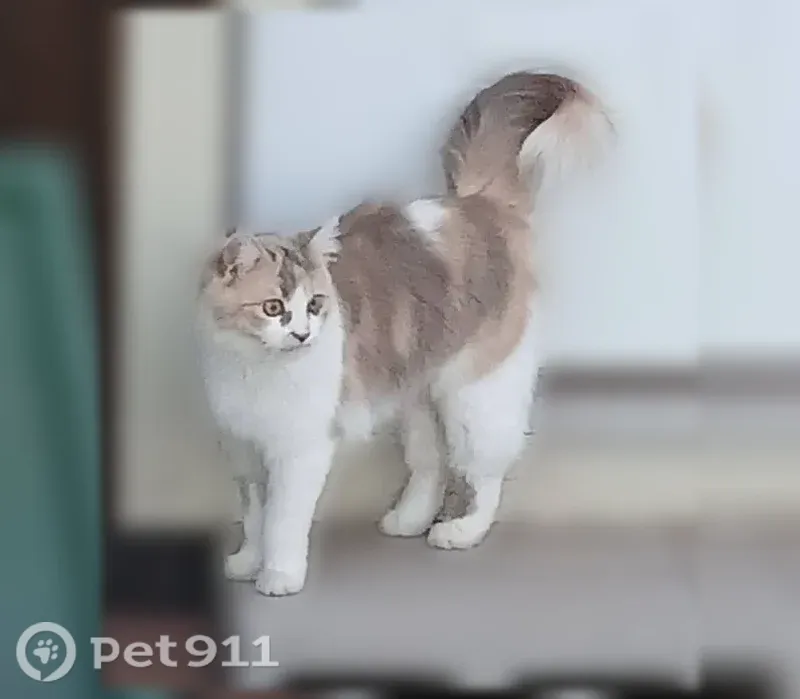 Lost cat, North Riviera Avenue, 24252, Paulden, Arlington - female, skittish around strangers - photo