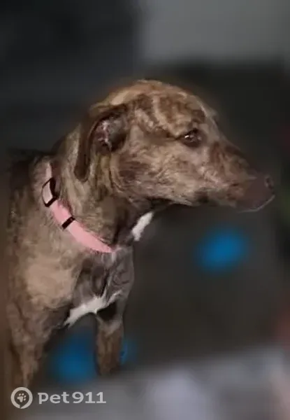 Lost dog, Albuquerque - female brindle with floppy ears - photo