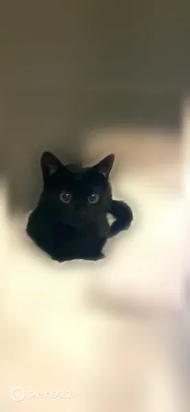 Lost cat, Rolling Ridge Road, 31, White Plains - female, very skinny, long tail - photo