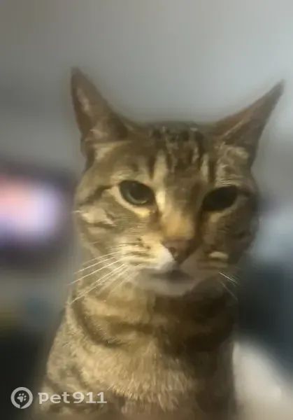 Lost cat, North Duncanville Road, Duncanville - male tabby, 7 years old - photo