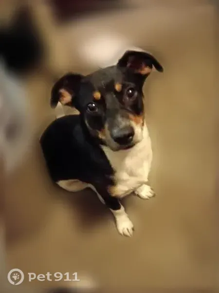 Lost dog, Phillips Drive, 5178, Forest Park - photo