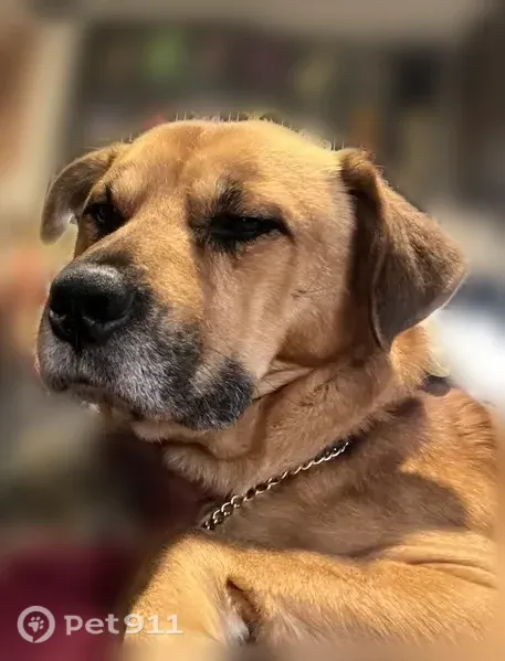 Lost dog, Whitley Oaks Court, 48, Smithfield - photo