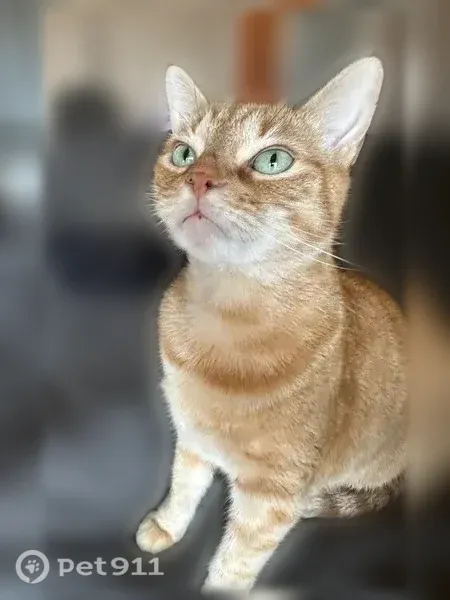 Lost cat, Owenwood Drive, 1126, Irving - male domestic shorthair - photo