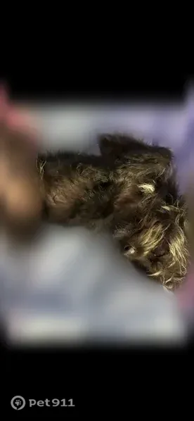Lost dog, New Orleans - male, blue collar, pink heart tag - photo