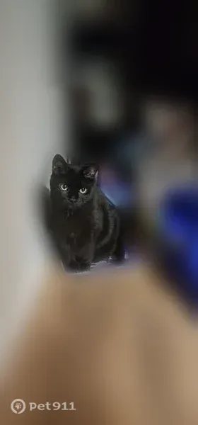 Lost cat, Ellis Street, 1217, Waukesha — female, larger size - photo