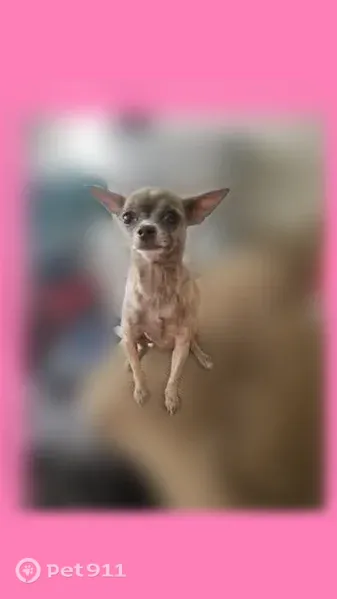 Lost dog, West 100 North, 85, Provo - friendly little brown chihuahua with gray on her face - photo