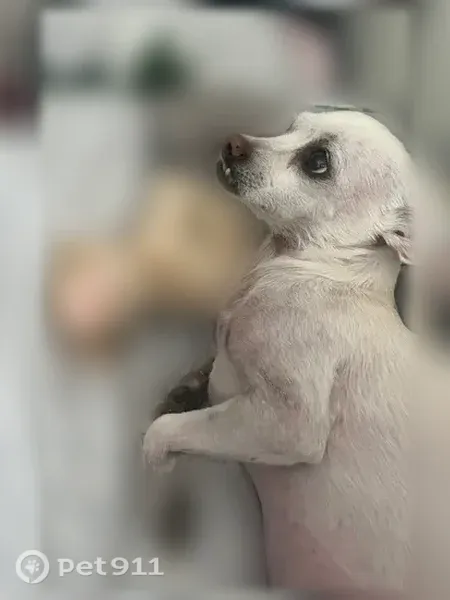 Lost dog, Pearl, 65, Laguna Niguel — female chihuahua - photo