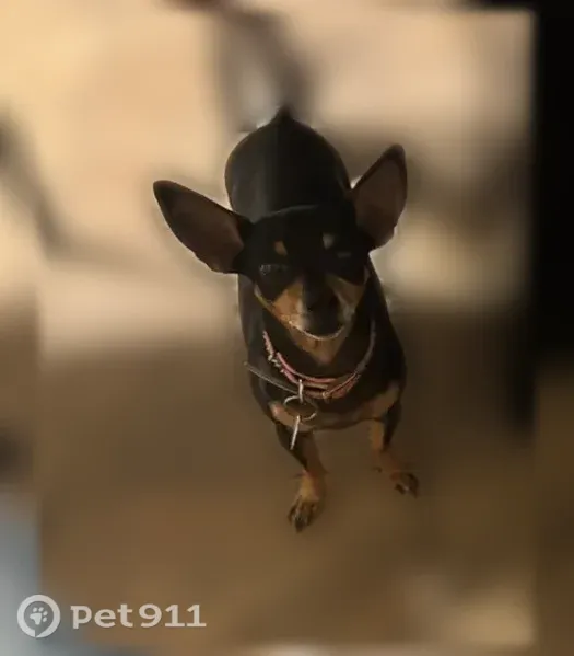 Lost dog, East Springfield Place, 639, Chandler, Phoenix - female Chihuahua - photo