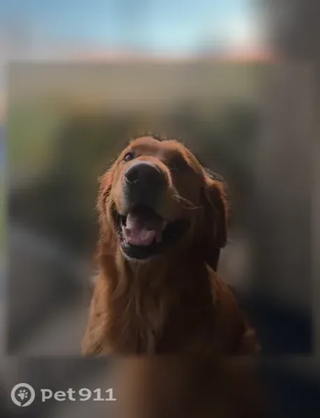 Lost dog, Rugged Drive, 3902, Dallas - blue collar, bandanna, reddish brown fur - photo