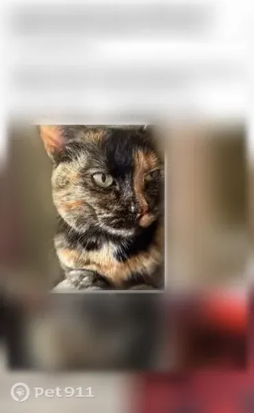 Lost cat, Grey Eagle Drive, Woodbury, Minneapolis — female, bright green eyes - photo