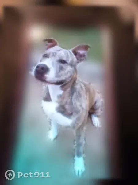 Lost dog, North Beach Street, 6600, Fort Worth — female, brown, with a chip - photo