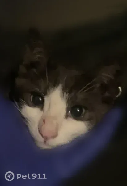 Lost cat, Hollister, California - black and white tuxedo kitten - photo
