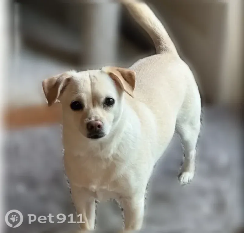 Lost dog, Southwest Kruger Road, 18985, Sherwood - light tan, about 15 lb - photo