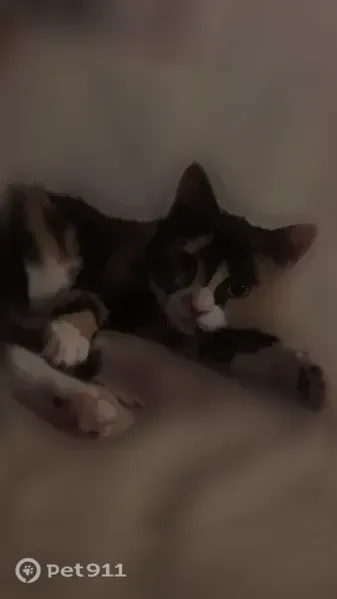 Lost cat, Landaff, New Hampshire, Branford - very small, adventurous female cat - photo