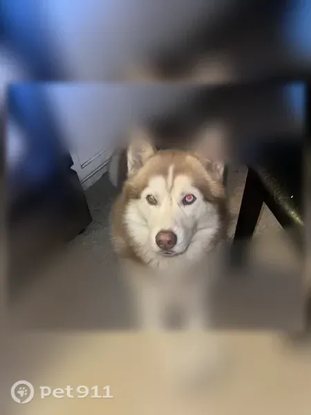 Lost dog, Gallagher Street, 3623, Dallas - white and brown husky - photo