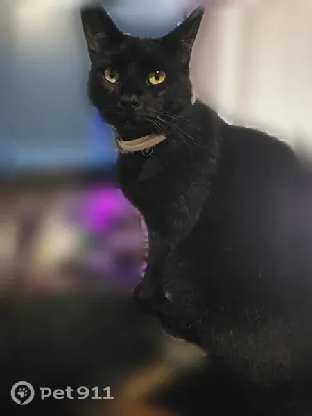 Lost cat, The Trails B1, 3295, Euless - male, chipped - photo