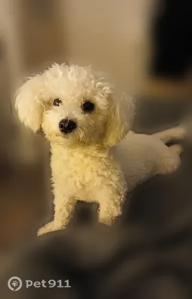 Lost dog, Southwest 72nd Avenue, 13325, Tigard, Portland - female, shy, with separation anxiety - photo