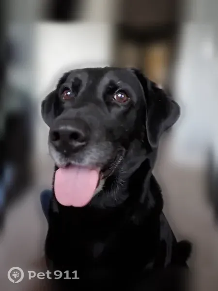 Lost dog, East 117th Avenue, 15984, Commerce City, Boardman - male black lab - photo