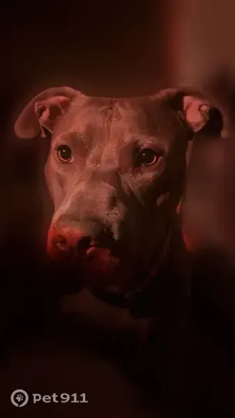 Lost dog, Cannon Drive, Mount Prospect - male - photo
