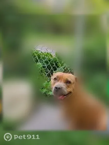 Lost dog, Gregg Street, 960, Kankakee - female, brown Pit Bull - photo