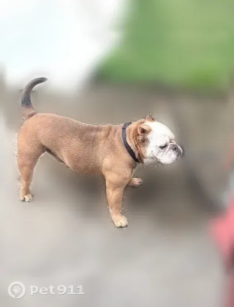 Lost dog, Barlow Drive, 521, Portsmouth - friendly, playful, fawn body with white face - photo