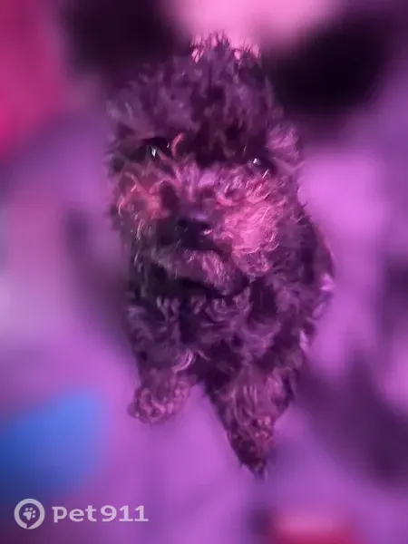 Lost dog, East 71st Street, 11011, Tulsa - small mixed-breed terrier - photo