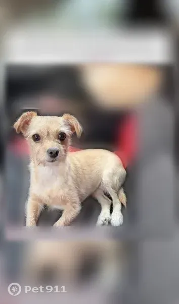 Lost dog, Monteine Trail, 108, Santa Teresa - shy but loving female - photo