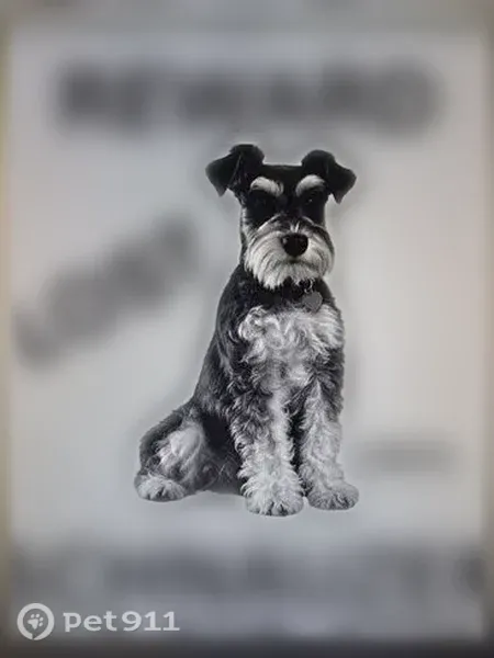 Lost dog, South 88th East Avenue, 9246, Tulsa - female schnauzer with collar, chipped - photo