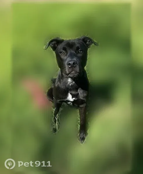 Lost dog, CA 299, 23459, Bella Vista - small dark brown Pitbull Lab mix - photo