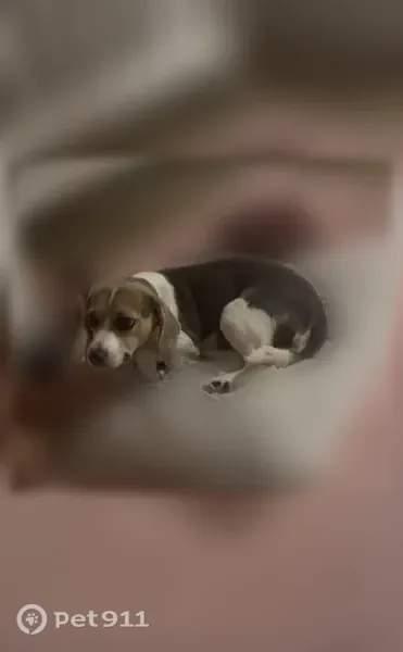 Lost dog, North Troy Hill Road, 435, Colorado Springs - female, gray and white with a little brown on her face - photo
