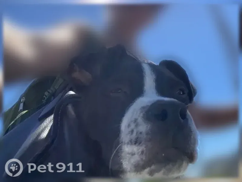 Lost dog, Westminster Avenue, 9301, Garden Grove - male with freckle-like spots above mouth - photo