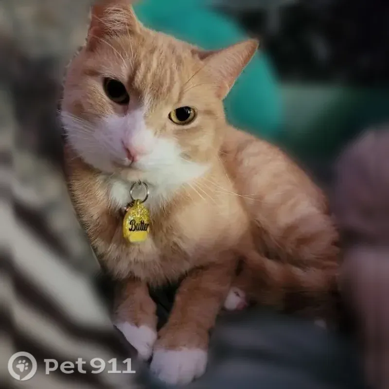 Lost cat, Oxford Street, 478, Rochester - male - photo